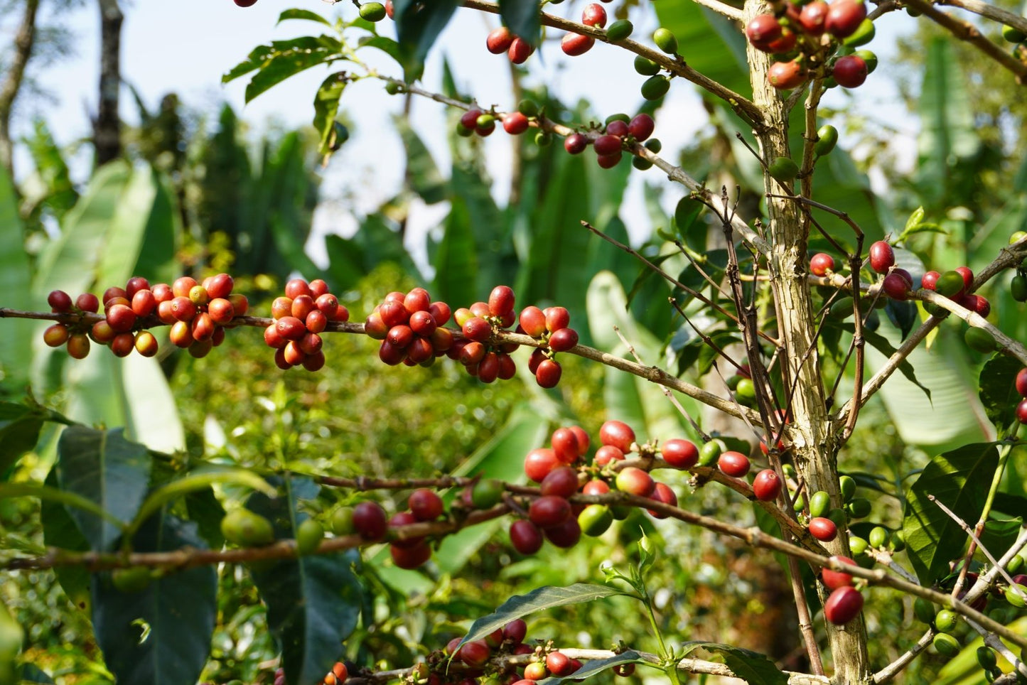 ARICHA WUBANCHI | Ethiopia | Washed - kaffemikAPRICOT | GREEN TEA | BERGAMOTCoffee