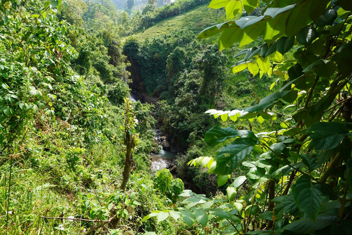 ARICHA WUBANCHI | Ethiopia | Washed - kaffemikAPRICOT | GREEN TEA | BERGAMOTCoffee