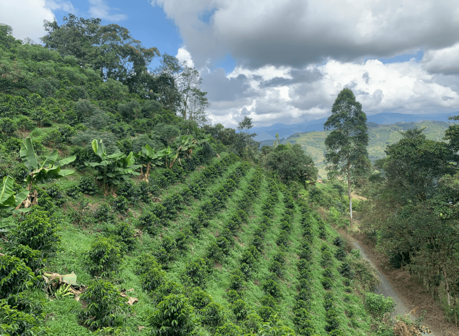 ELEICER GUATIN | Colombia | Washed - kaffemikGuava | Lemonade | HibiscusKaffeebohnen