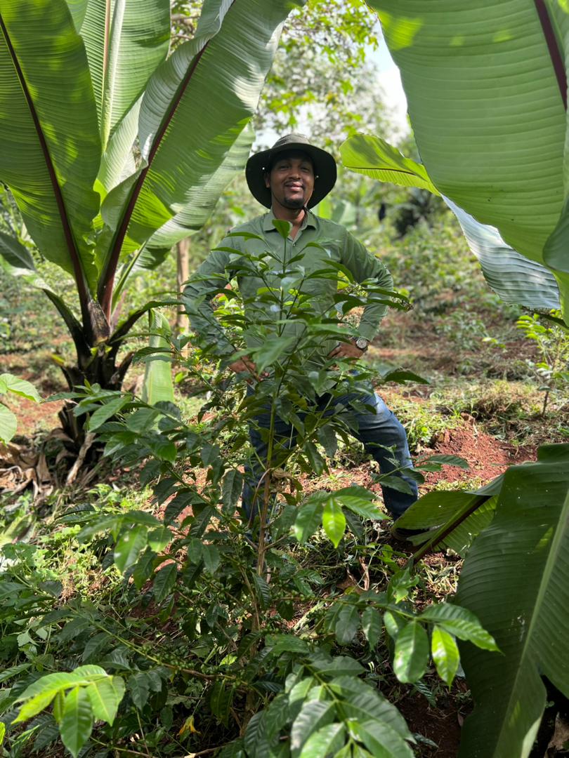 GEMECHU SHONORA GR.1 | Ethiopia | Natural - kaffemikLychee | Raspberry | FloralKaffeebohnen