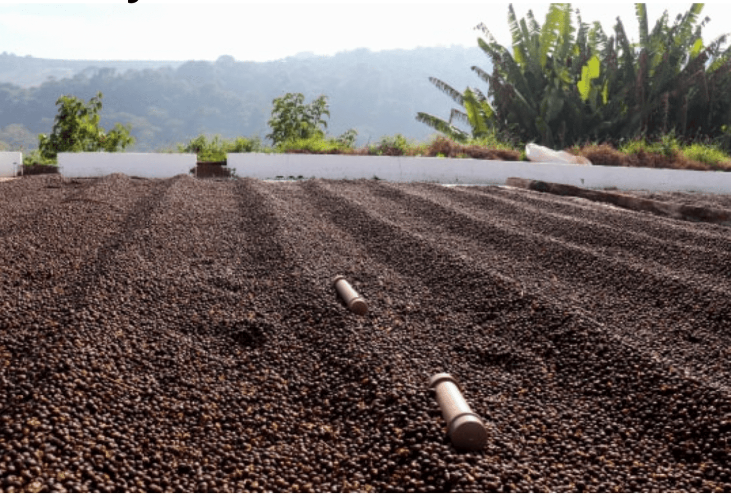 IVAN JUNQUEIRA RIBEIRO | Brazil | Natural - kaffemikRoasted Hazelnut | Dried Fruits | Milk ChocolateKaffeebohnen