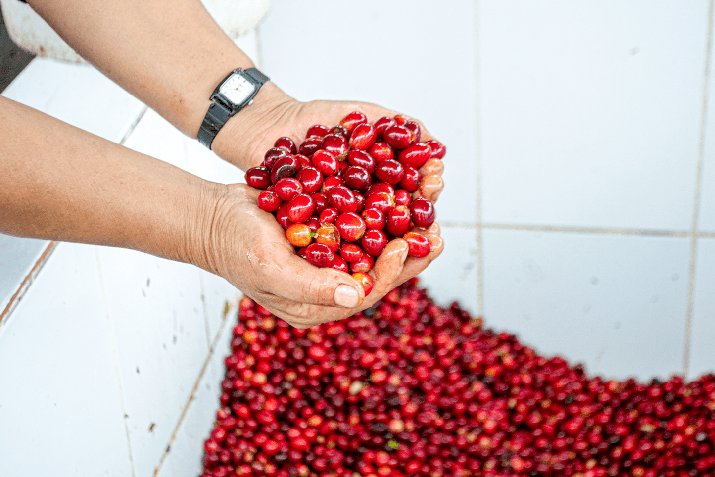 JUAN PEÑA | Ecuador | Washed - kaffemikRose | Lime | HoneyKaffeebohnen