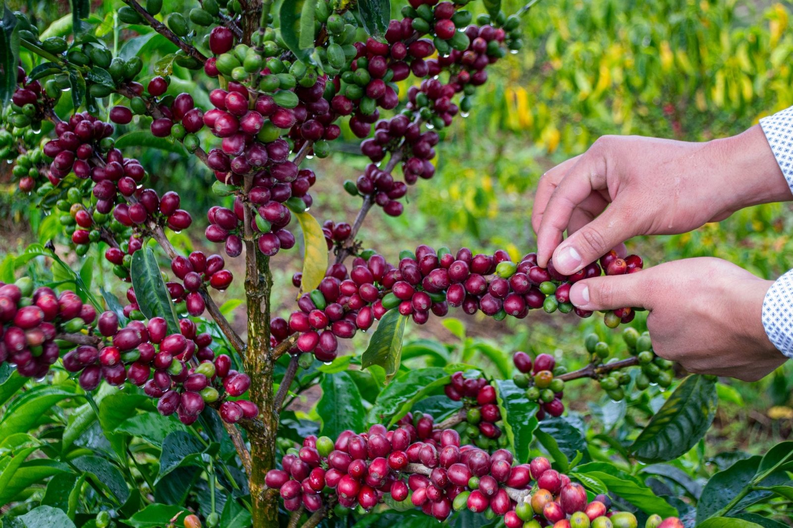JUAN PEÑA | Ecuador | Washed - kaffemikRose | Lime | HoneyKaffeebohnen