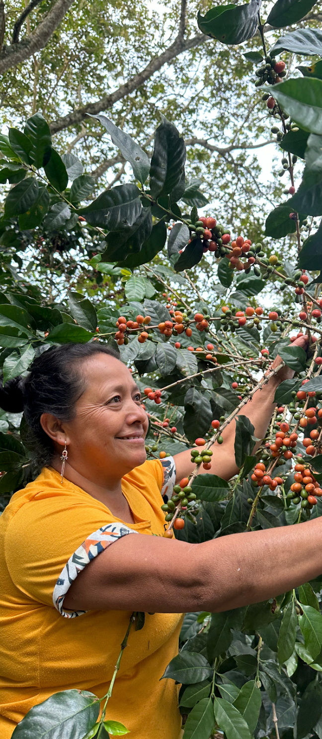 LUZ DARY OME | Colombia | Washed - kaffemikLemonade | Violet | HerbalKaffeebohnen
