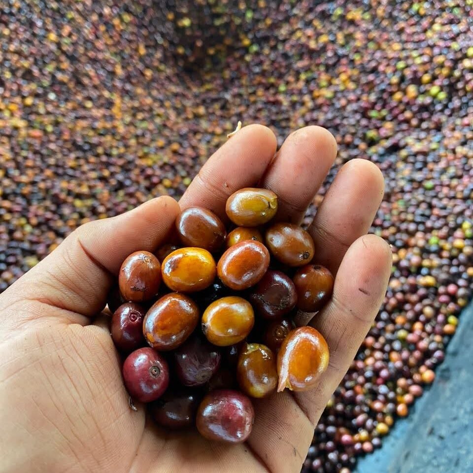 OSCAR HERNÁNDEZ | Colombia | Washed & Dried with Lavender - kaffemikLavender | Lemon Verbena | LimeKaffeebohnen
