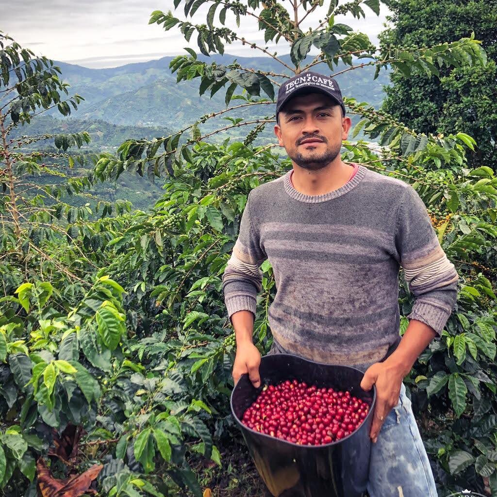 OSCAR HERNÁNDEZ | Colombia | Washed & Dried with Lavender - kaffemikLavender | Lemon Verbena | LimeKaffeebohnen