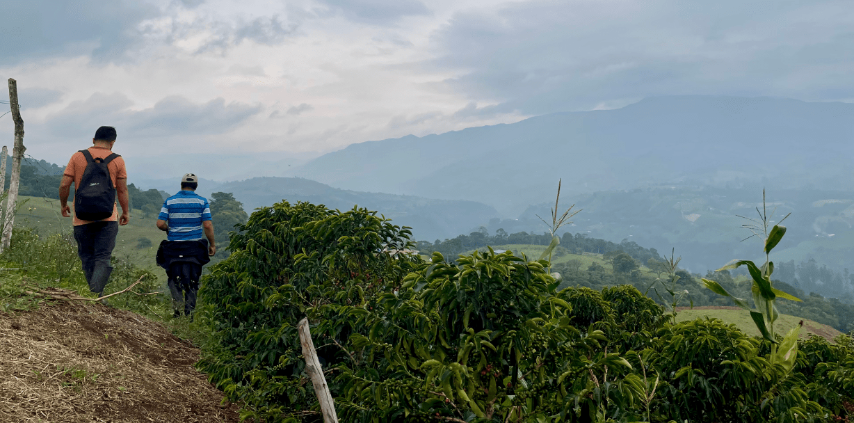 REINALDO CHILITO | Colombia | Washed - kaffemikGuava | Lemonade | HibiscusKaffeebohnen