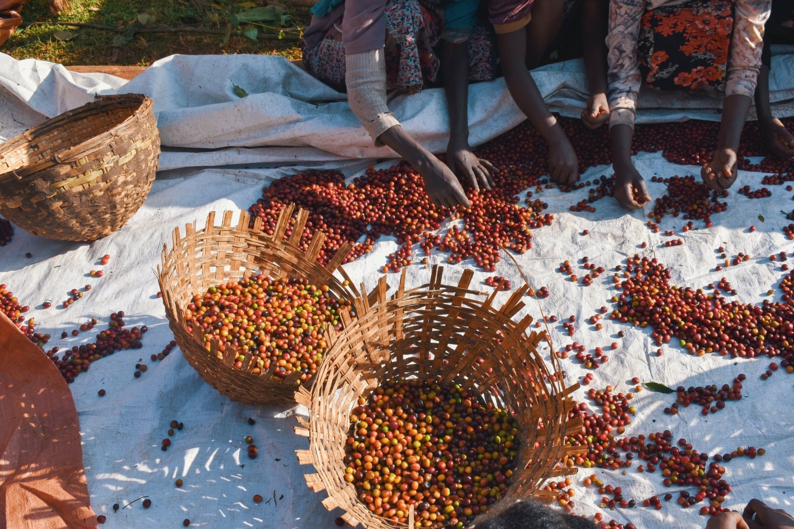 SHANTAWENE KEBENA | Ethiopia | Natural - kaffemikPEACH | MANGO | ORANGECoffee