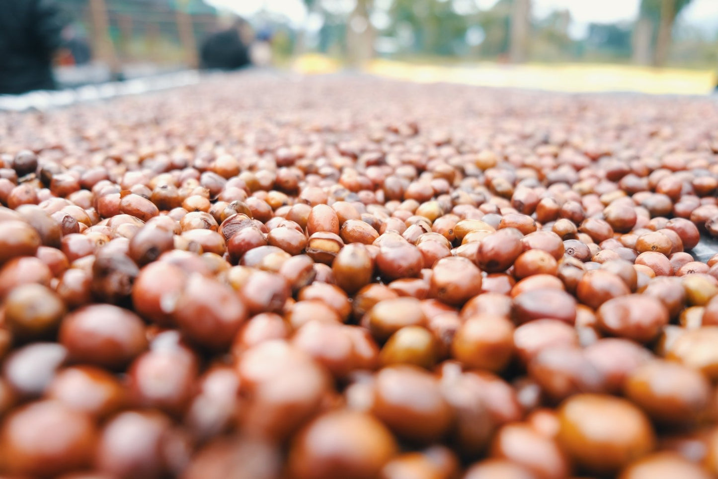 SHANTAWENE KEBENA | Ethiopia | Natural - kaffemikPEACH | MANGO | ORANGECoffee