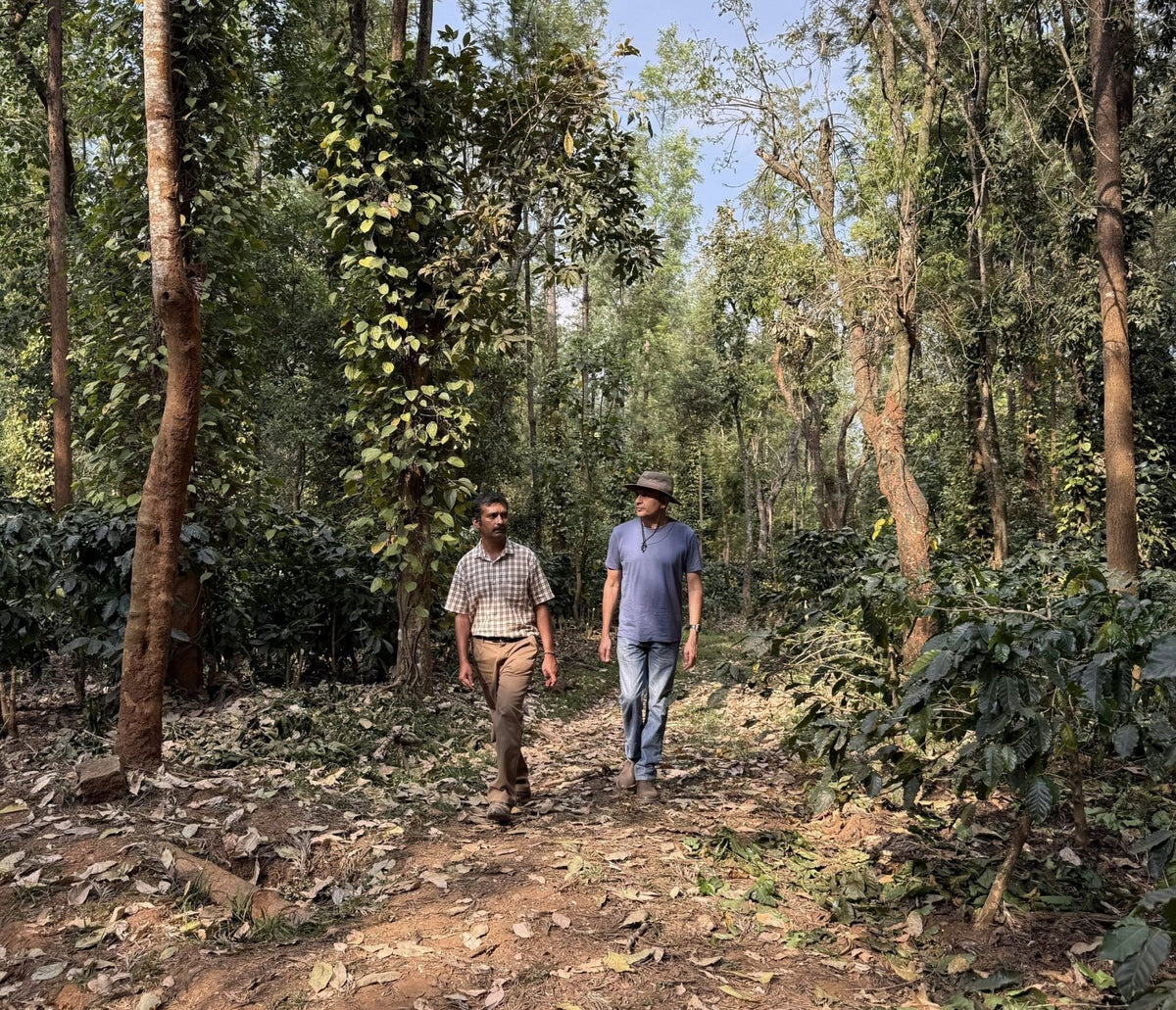 SHANTI VALLEY | India | Anaerobic Natural - kaffemikCHERRY | CASHEW | CITRUSKaffeebohnen