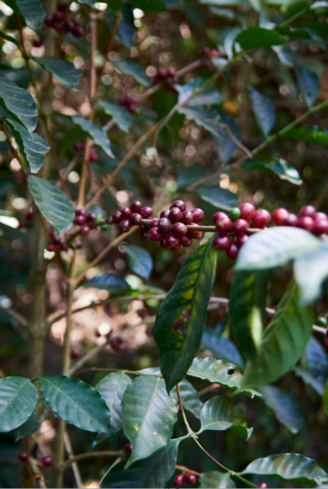 VERENA & HENRY GAIBOR | Ecuador | Honey - kaffemikStrawberry | Mango | JasmineKaffeebohnen
