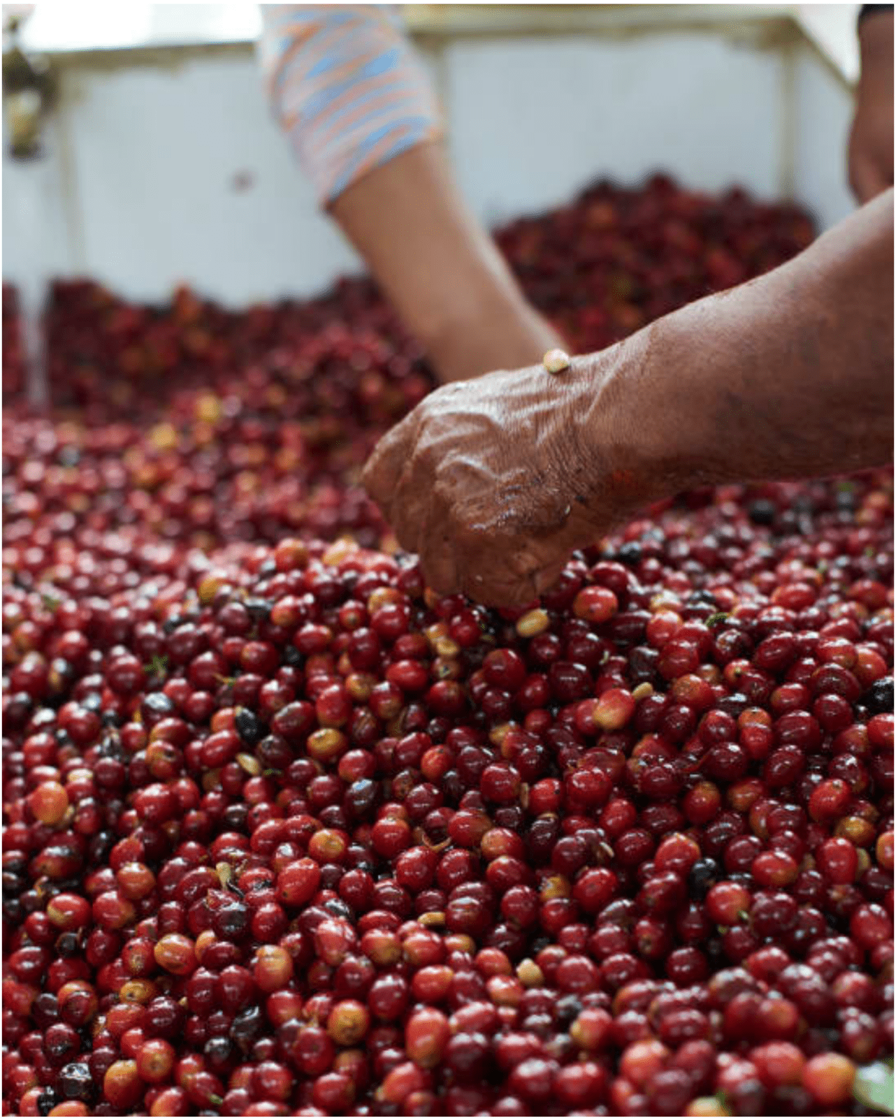 VERENA & HENRY GAIBOR | Ecuador | Honey - kaffemikStrawberry | Mango | JasmineKaffeebohnen