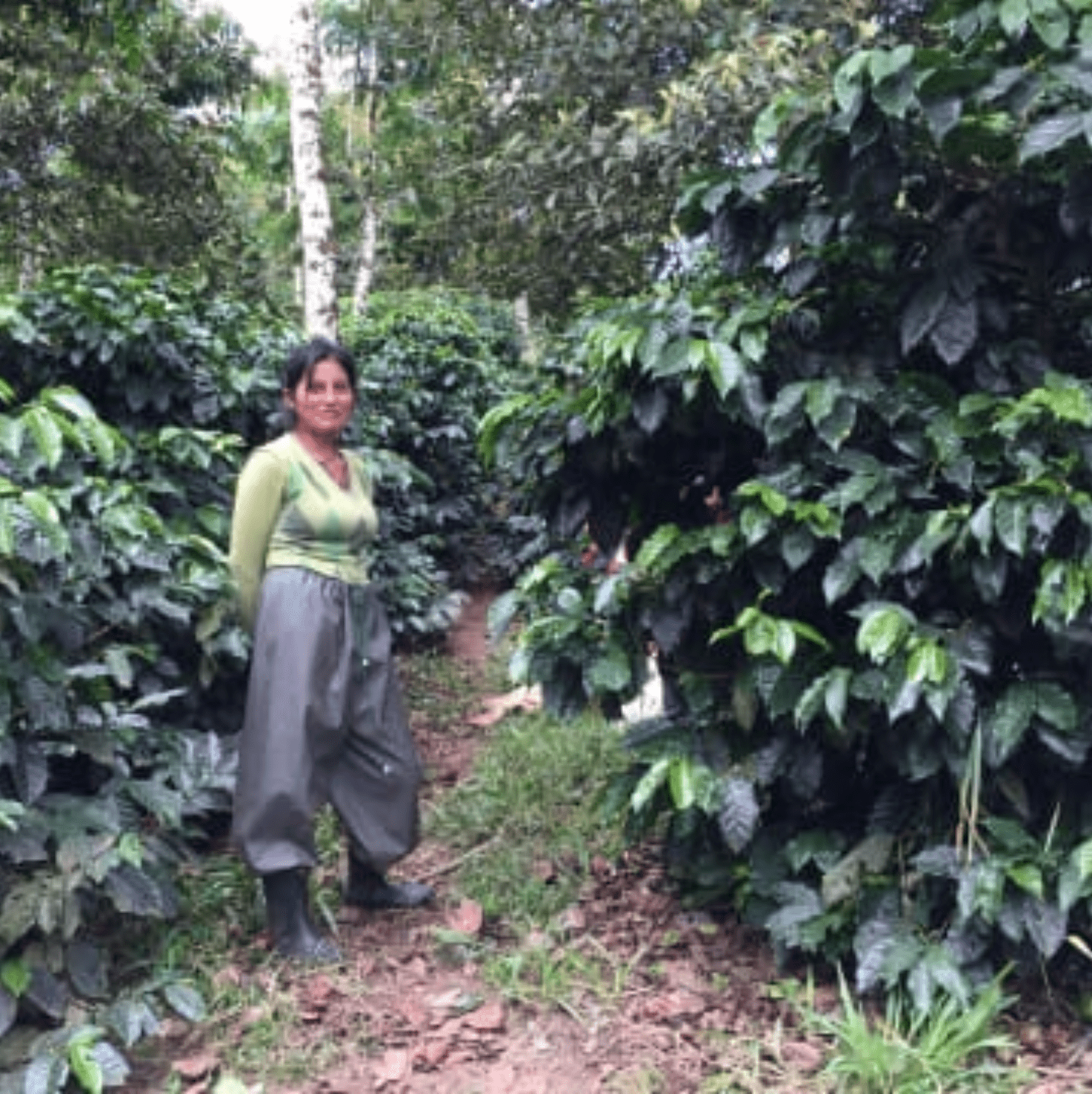 VERENA & HENRY GAIBOR | Ecuador | Honey - kaffemikStrawberry | Mango | JasmineKaffeebohnen
